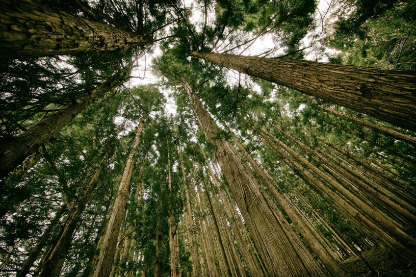 Forest Wanderings